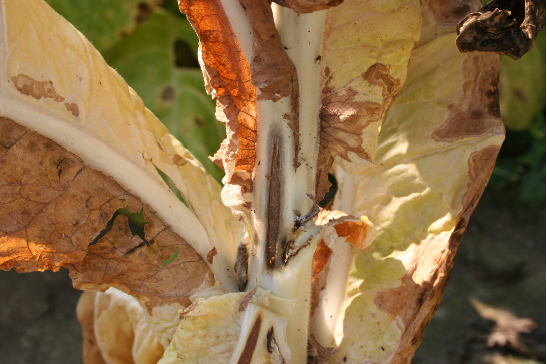 烟草镰刀菌根腐病