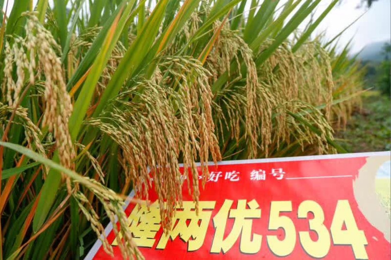 隆两优534