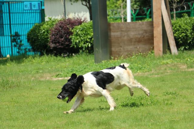  p>努比,史宾格犬,出生于2020年3月,现为广州缉毒犬. /p>