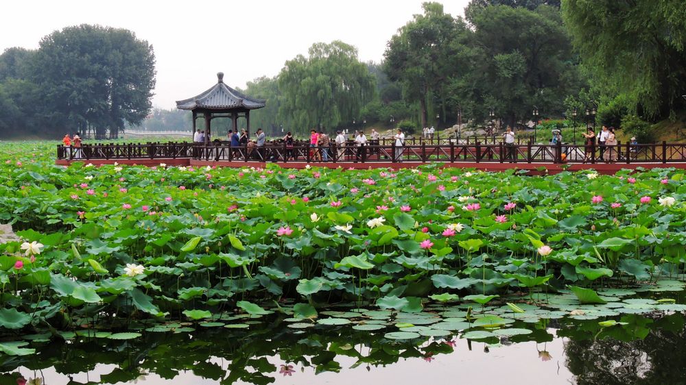 圆明园莲花池