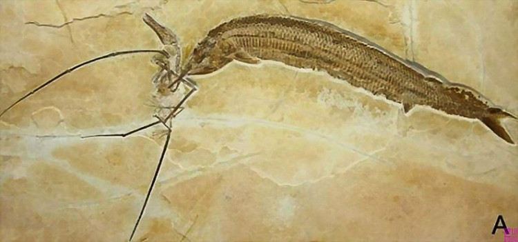  p> [aspidorhynchus]  /p> p>科: a href="#">剑鼻鱼科 /a>; /p> p>