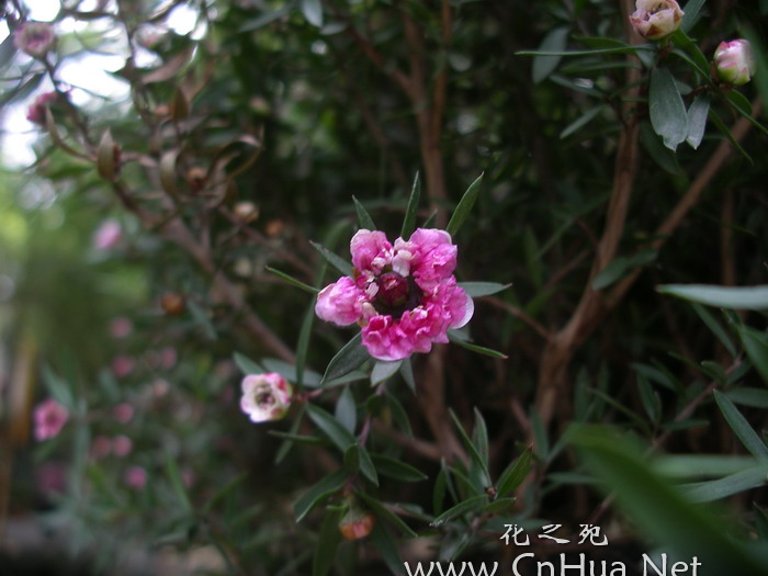  p>红梅是 a href="#" data-lemmaid="17439">梅花 /a>的一种,这种