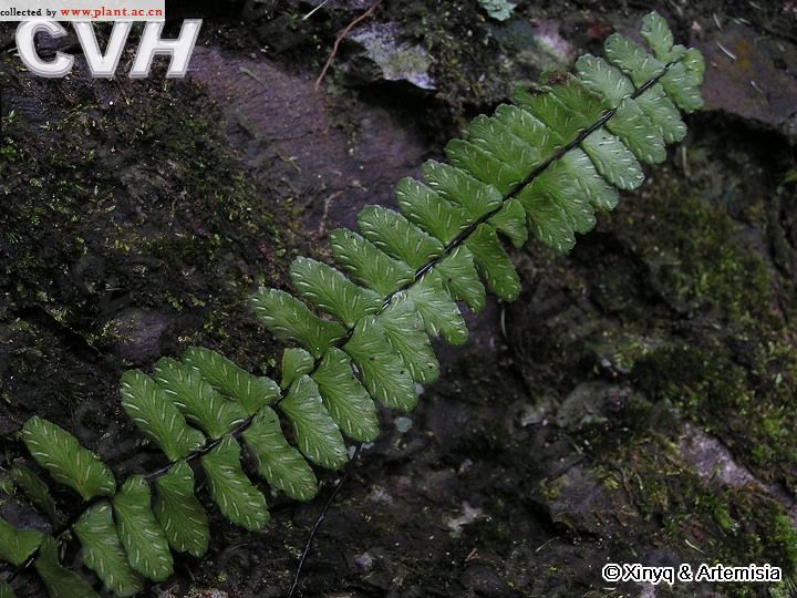  p>长柄铁角蕨,蕨类植物的一种. /p>