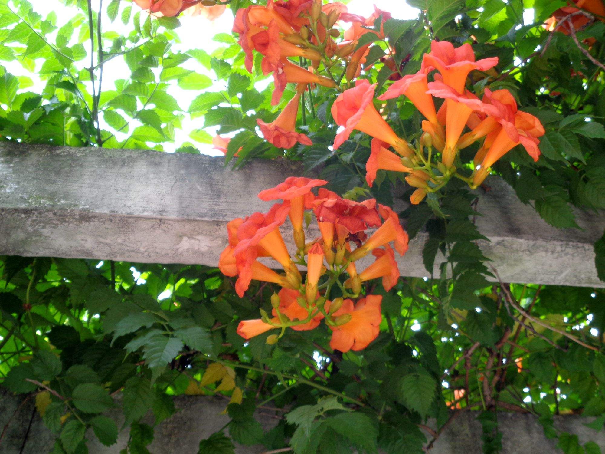  p>非洲凌霄属为紫葳科下分一属.产地是非洲.