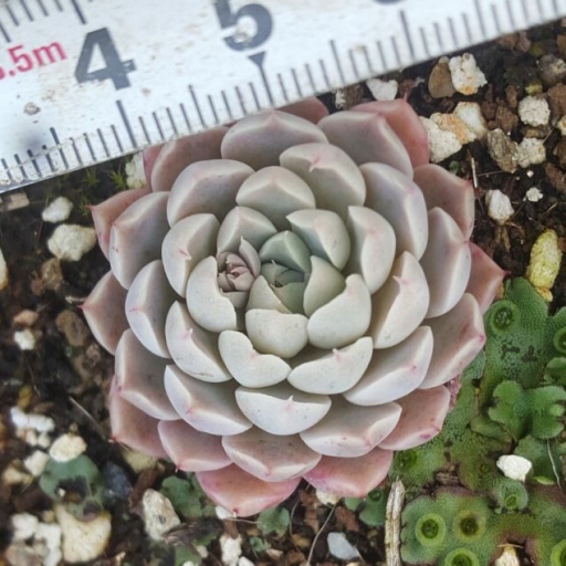  p>墨西哥姬莲,景天科拟石莲属多肉植物. /p>