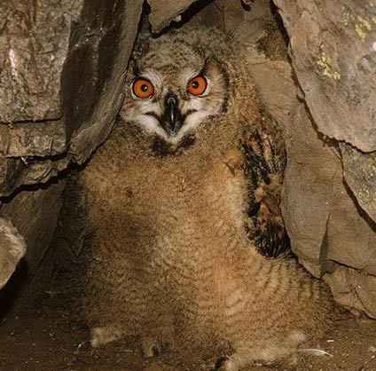  p>雕鸮【diāo xiāo】(学名: i>bubo bubo /i>):亦称雕枭.