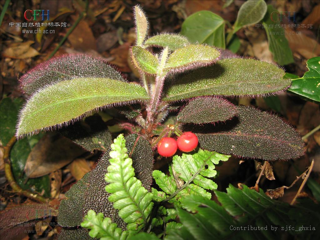  p>走马胎(学名: i>ardisia gigantifolia /i> stapf)是紫金牛科