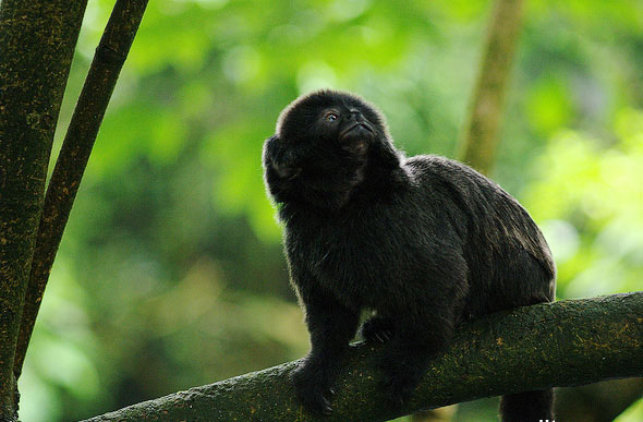  p>跳猴,动物名,其体色为黑色或黑褐色.