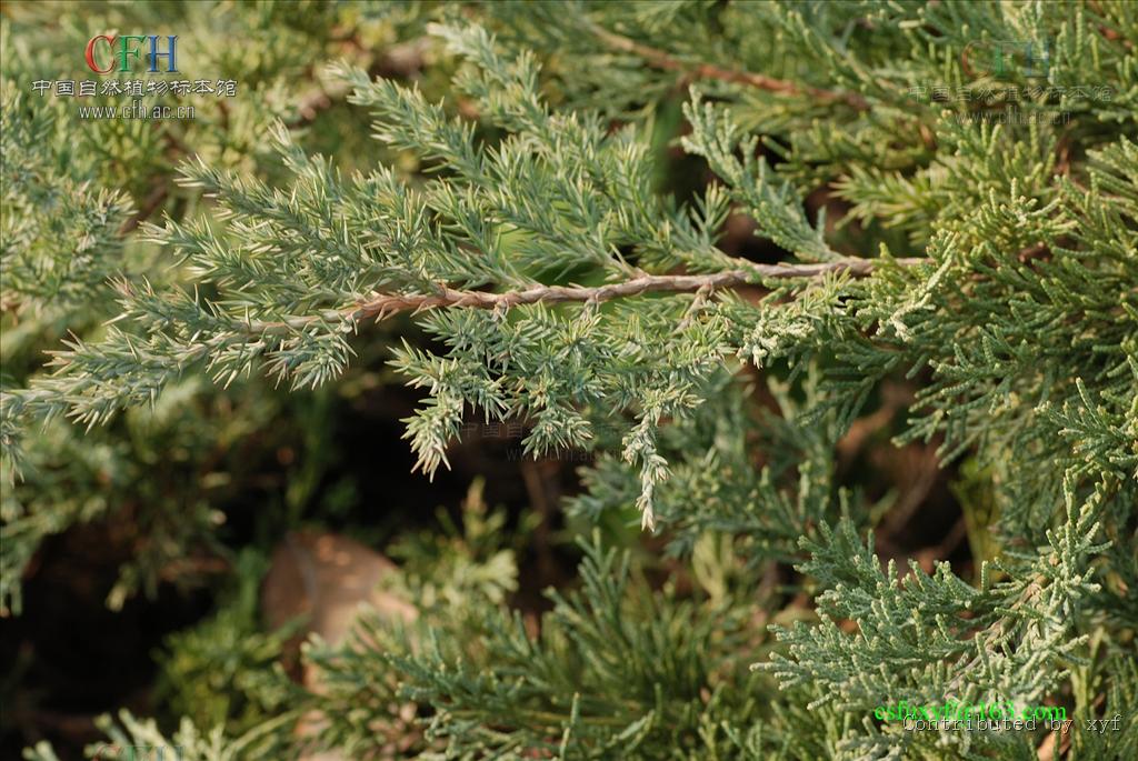  p>铺地柏(学名: i>sabina procumbens /i>  (endl.