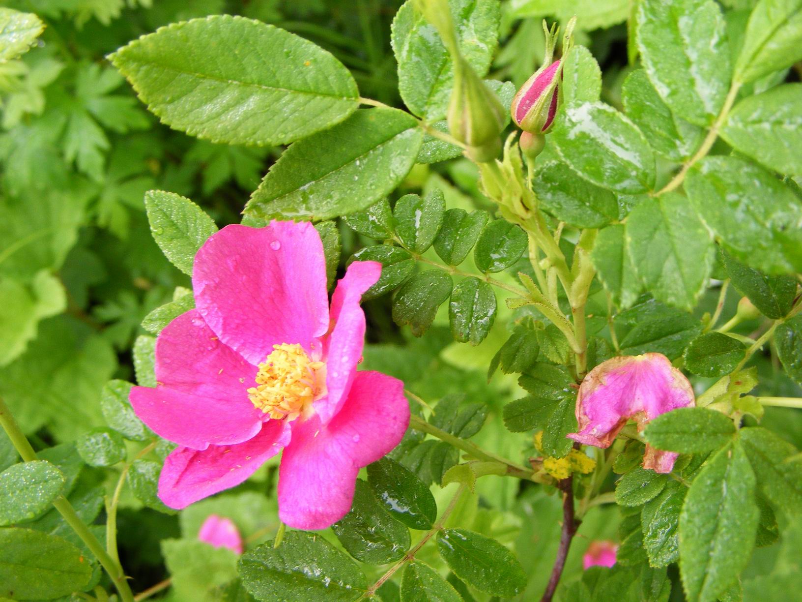 p> a href="#" data-lemmaid="10854868">多刺山刺玫 /a>(rosa dav