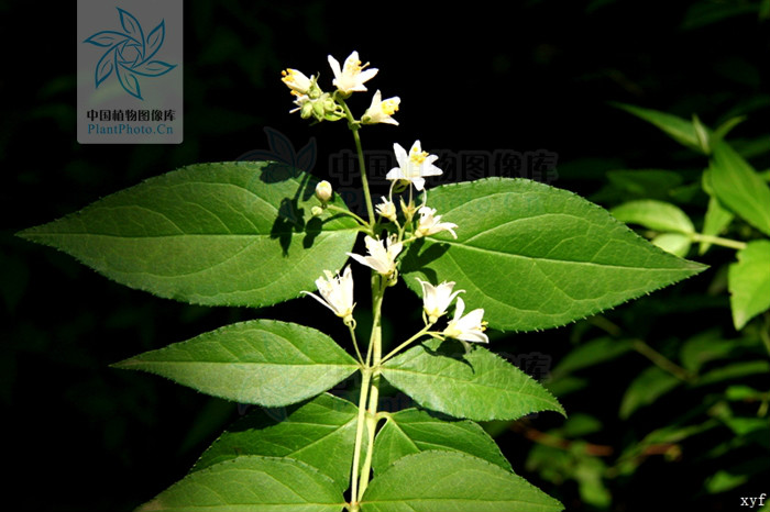  p> b>雷波溲疏 /b>(学名: b> i>deutzia leiboensis /i> /b>),为 a