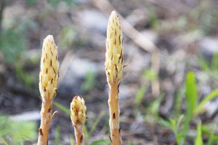 p>沙苁蓉,植株高15--70厘米.