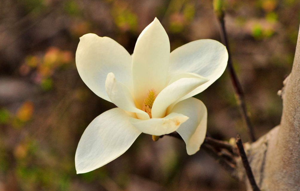 玉兰花开春来到 其实玉兰花的历史同样美丽和精彩 百科ta说