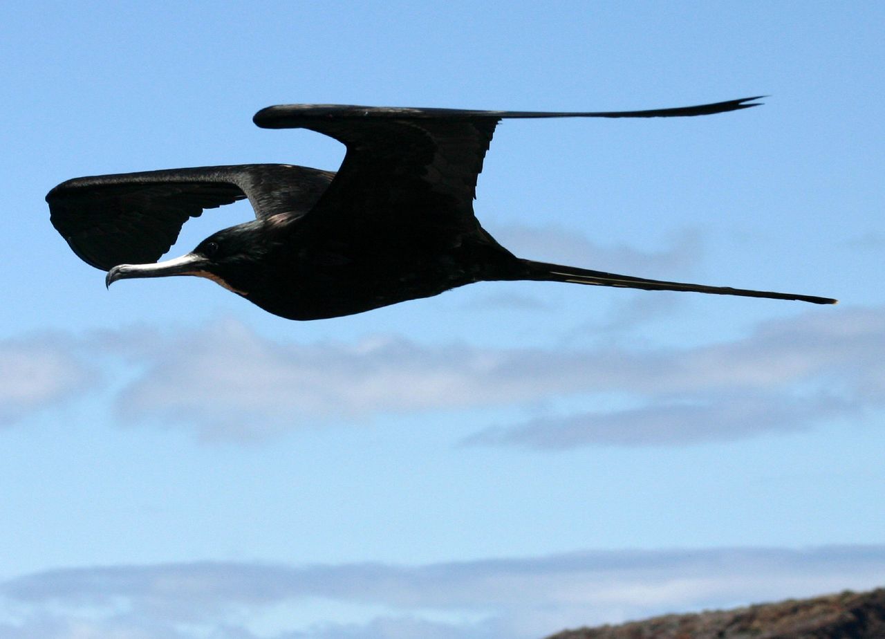 frigate bird