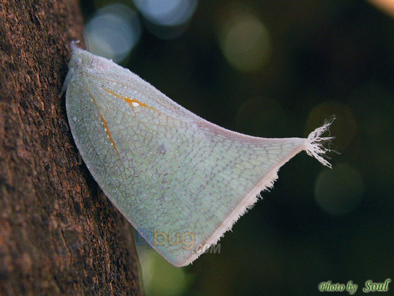  p>白蛾蜡蝉与堆蜡粉蚧皆属同翅目,前者为蛾蜡蝉科,后者为粉蚧科,主要