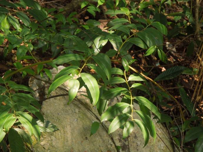  p>白花酸藤果(学名: i>embelia ribes  /i>burm. f.