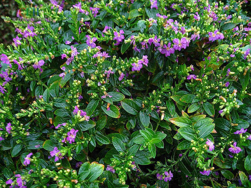  p>stapfiophyton li 无距花属, a target="_blank" href="/item/野