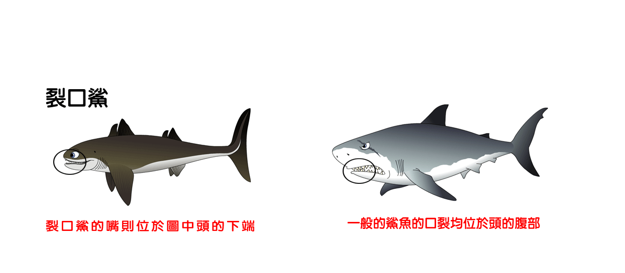  p>裂口鲨( a href="#" data-lemmaid="8074290">学名 /a> i>cladose