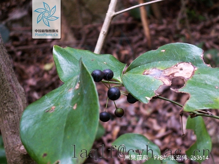 "#" data-lemmaid="1757999">菝葜属 /a>攀援灌木植物,具粗短的根状茎