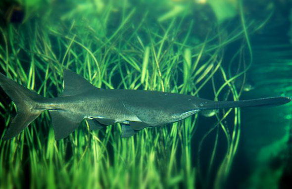  p>长吻鲟(学名: i>polyodon spathula /i>)是长吻鲟科,长吻鲟属鱼类.