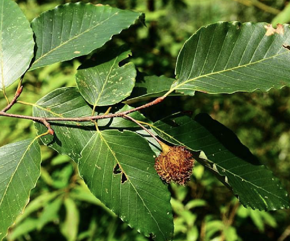  p>水青冈(学名: i>fagus longipetiolata  /i>seem.