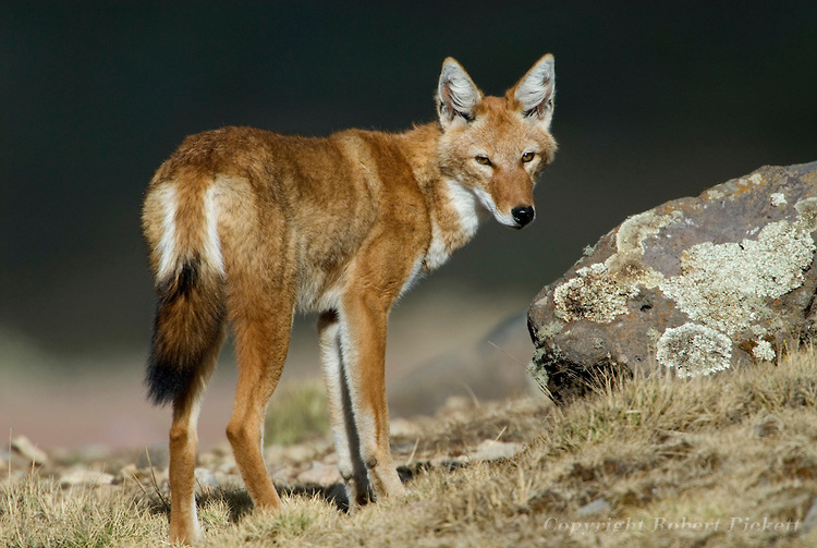 阿比西尼亚胡狼