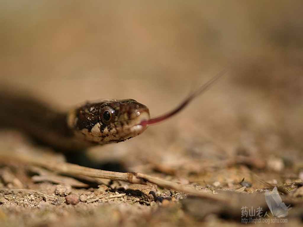  p>锈链腹链蛇( i>amphiesma craspedogaster /i>&nbsp;(boule