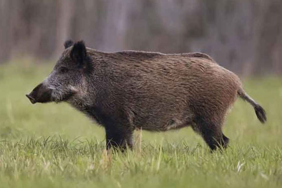 ryukyu islands wild pig