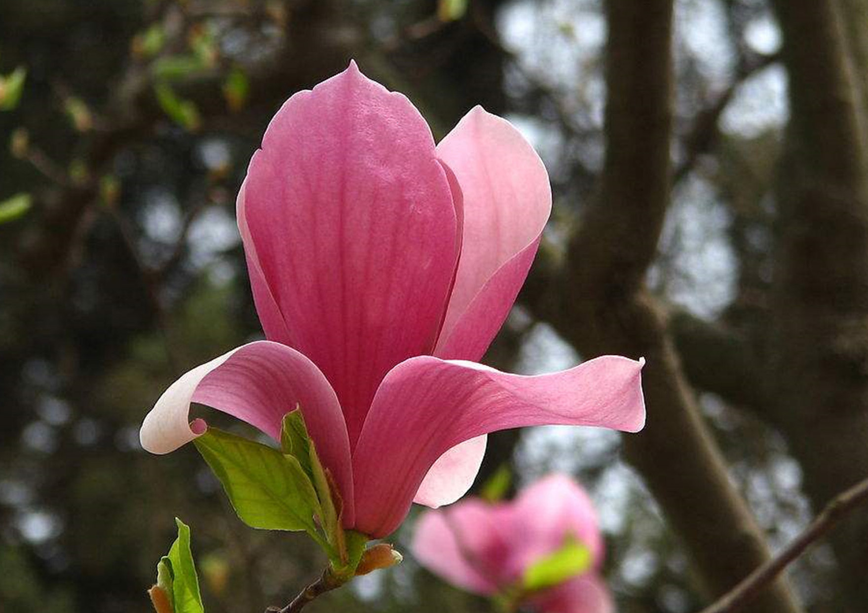  p>宝华玉兰(拉丁学名: i>magnolia zenii /i> cheng ),为中国的特有