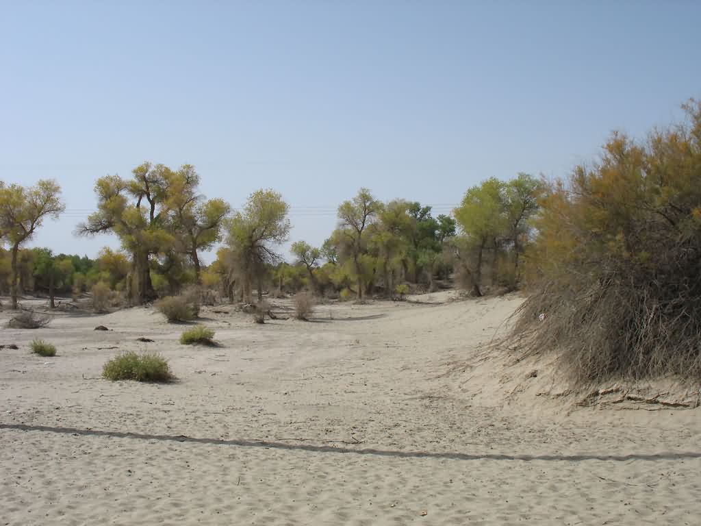  p>固沙草(学名: i>orinus thoroldii /i> (stapf ex hemsl.