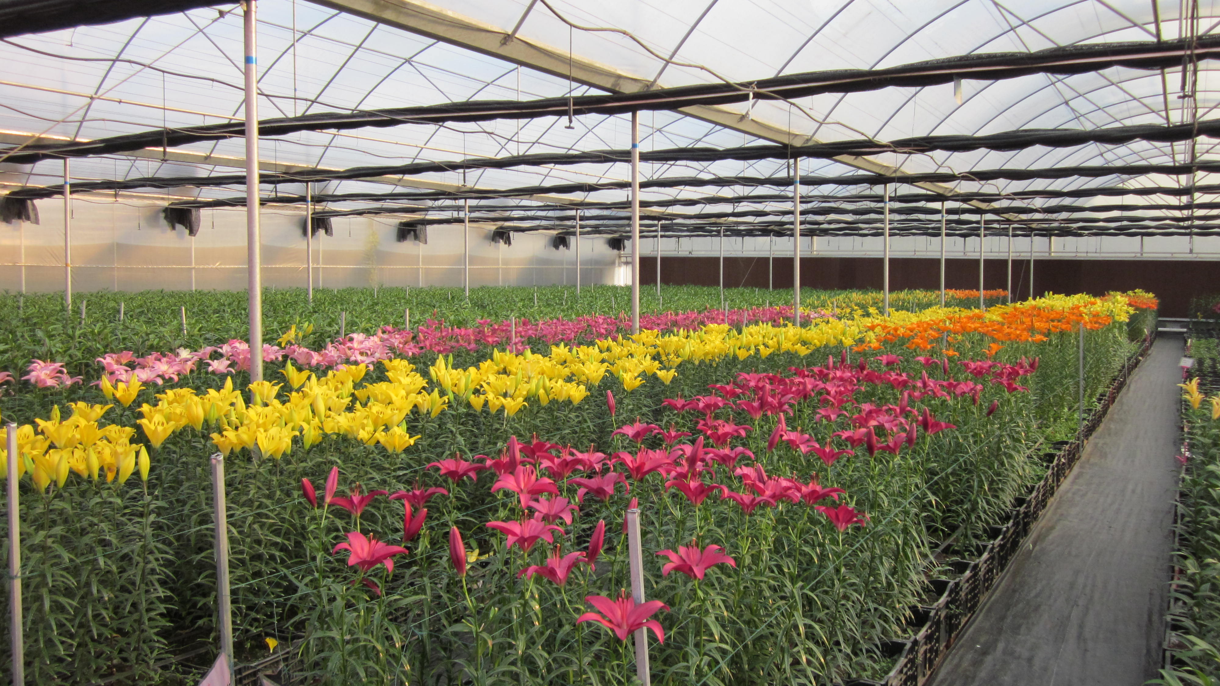 百合花种植时间与方法(百合花种球什么时候种最合适)