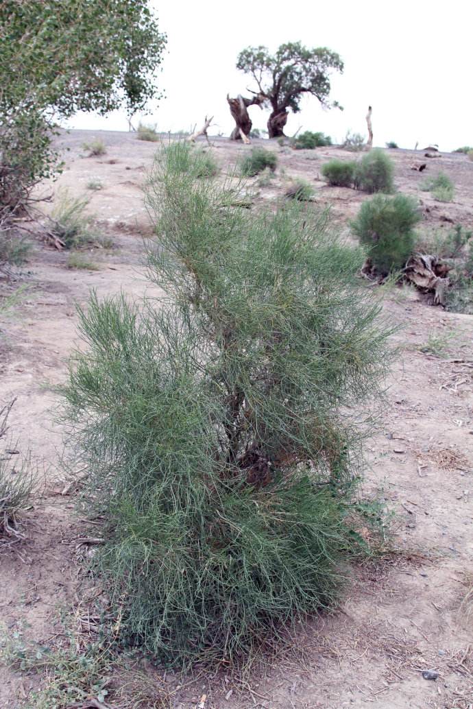  p>梭梭(学名: i>haloxylon ammodendron /i> (c. a. mey.