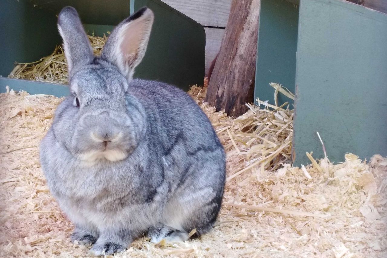  p>标准金吉拉兔,别名涡卷兔;英文名standard chinchilla.体重:5-7.