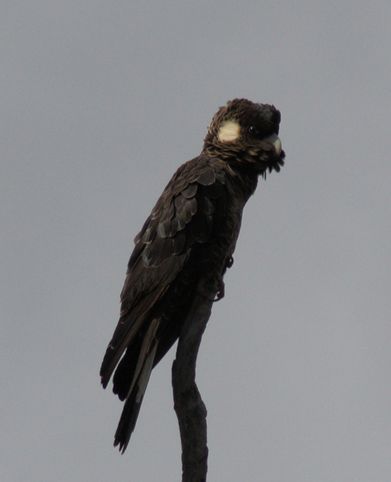  p>短嘴黑凤头鹦鹉(学名:calyptorhynchus latirostris)是典型的 a