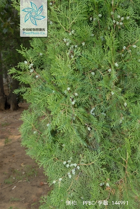  p>侧柏(学名: i>platycladus orientalis /i> (l.