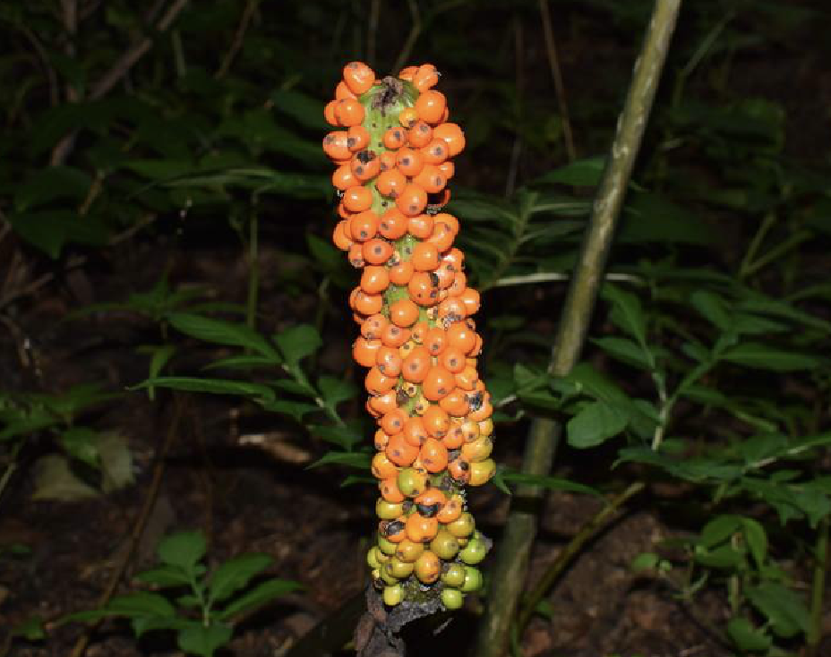  p>花魔芋(学名: i>amorphophallus /i>  i>konjac /i> k.