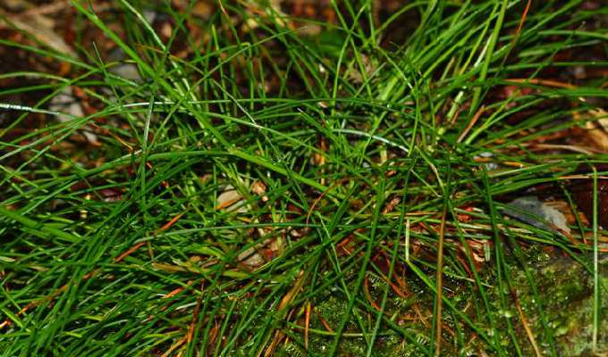  p>发草属(学名:deschampsia)是禾本科下一个属,约40种,分布于温带