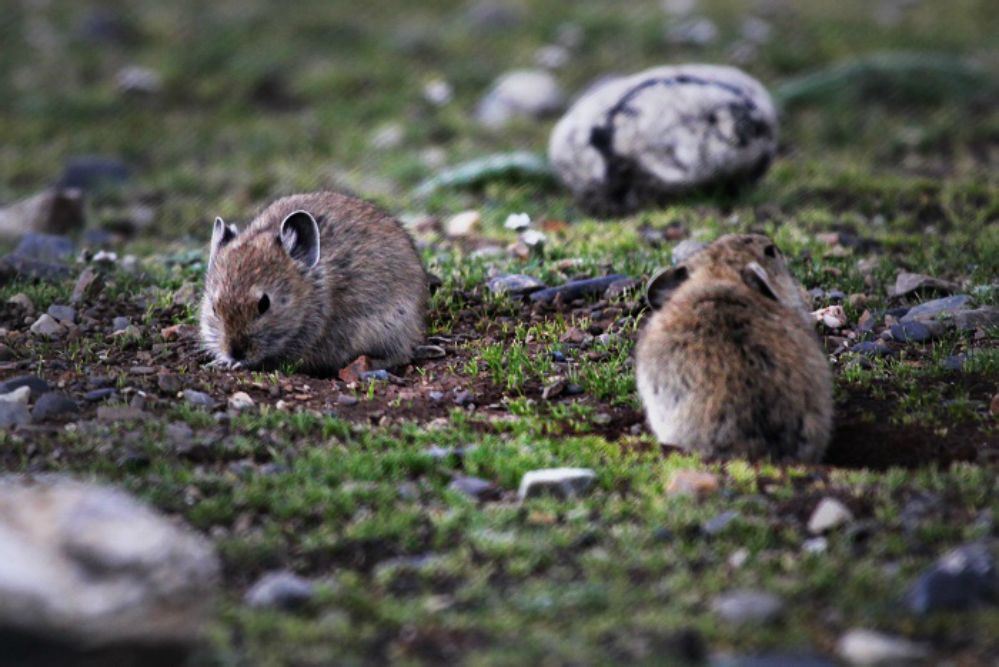  p>高原鼠兔(学名: i>ochotona curzoniae /i>)是一种小型非 a href="