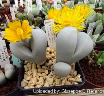  p>春桃玉属(学名: i>dinteranthus /i> schwantes)是 a href="#"