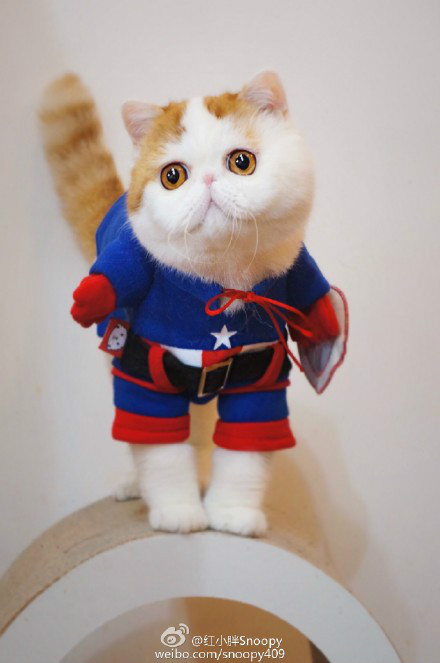 红小胖snoopy