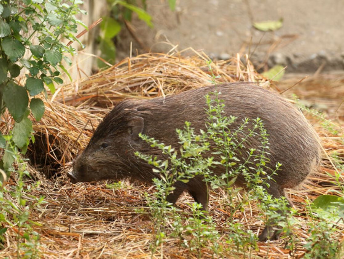  p>侏儒猪属(学名: i>porcula /i>):是哺乳纲,猪科的一个属,仅有一种