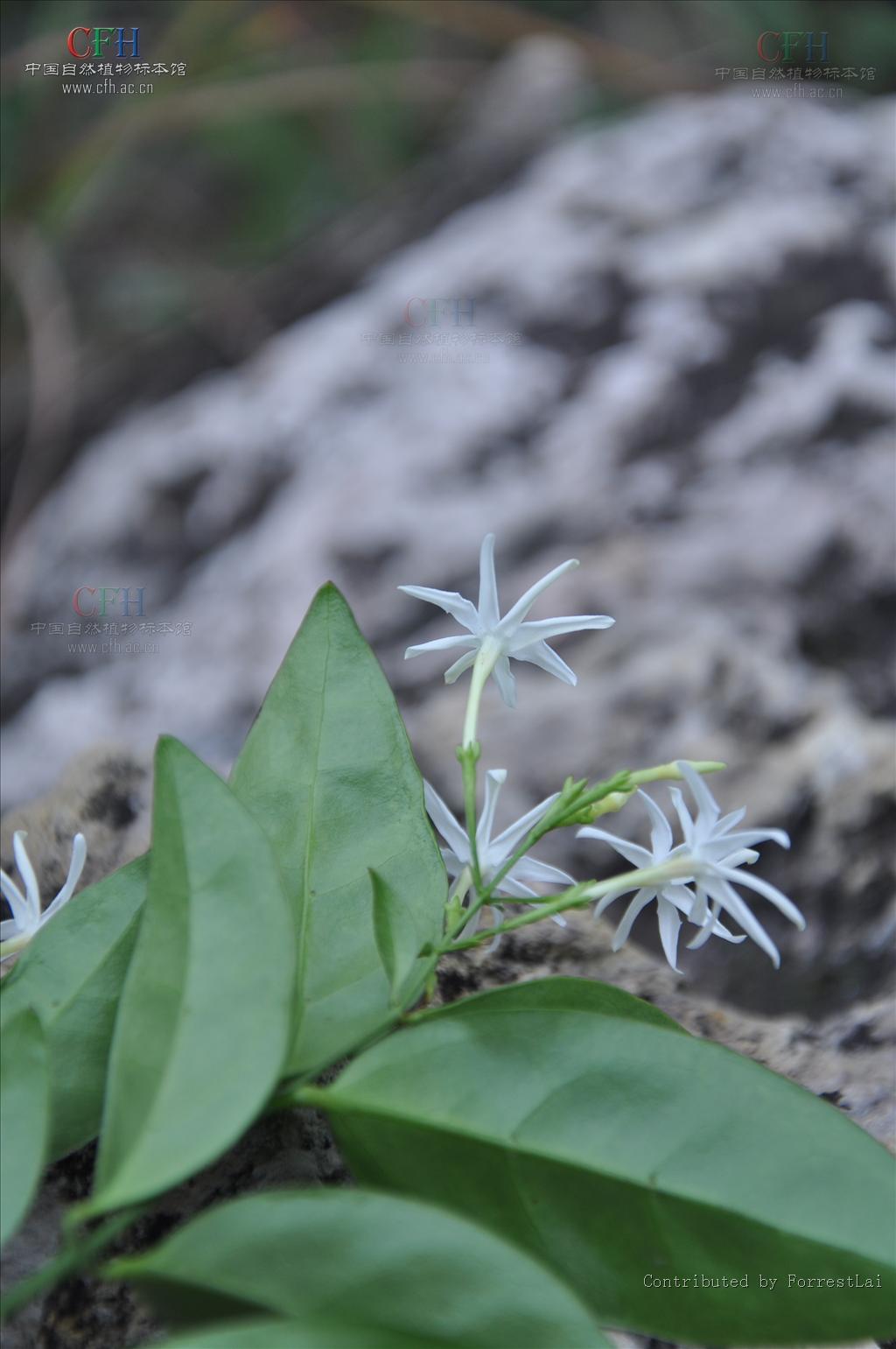  p> a href="#" data-lemmaid="2967583">滇素馨 /a>,又名:光素馨