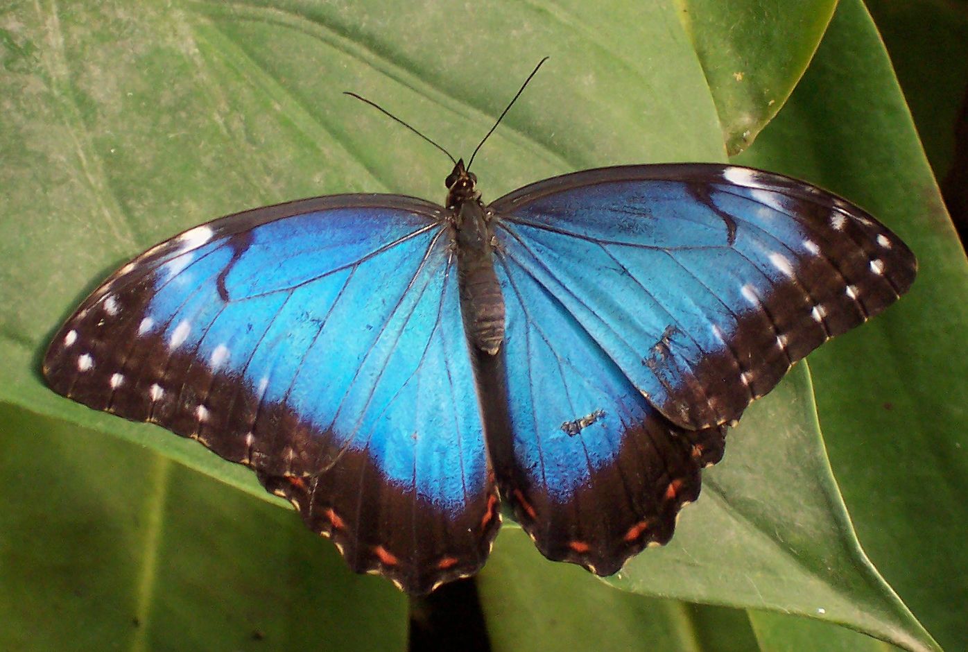  p> a href="#">黑框蓝闪蝶 /a>,morpho peleides (kollar, 1850),鳞