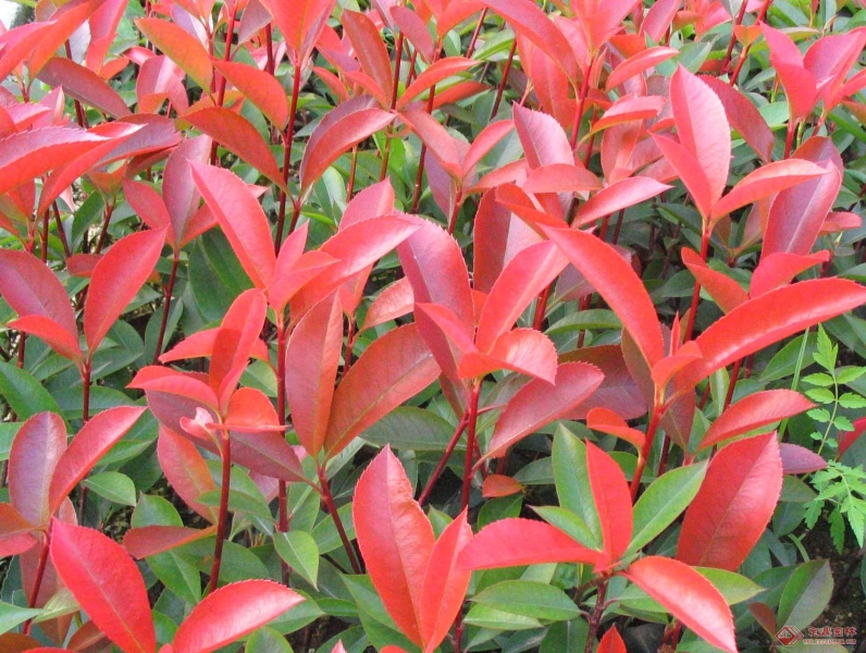 小叶石楠台湾变种