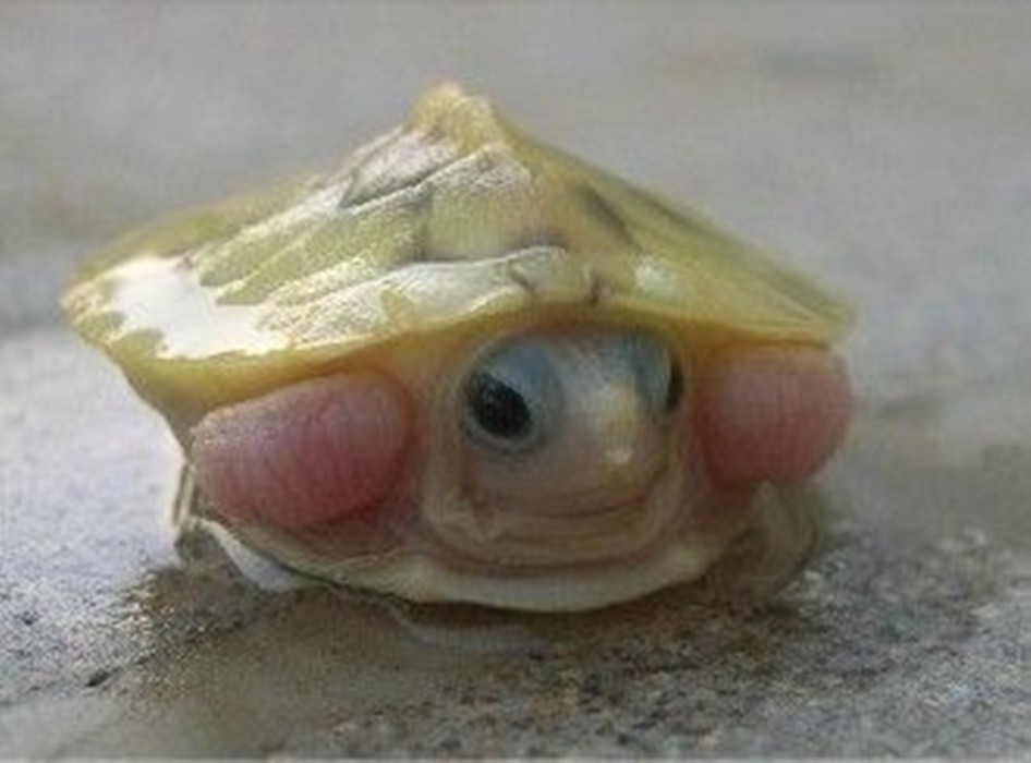 焦糖巴西