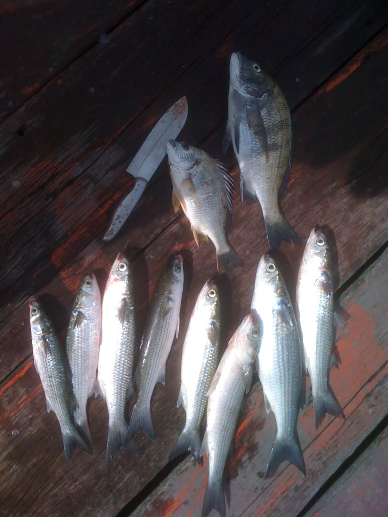  p>乌头鱼又称"新鱼",食植物性食物,往往生活在蟹洞,海朗头和蚝塘中