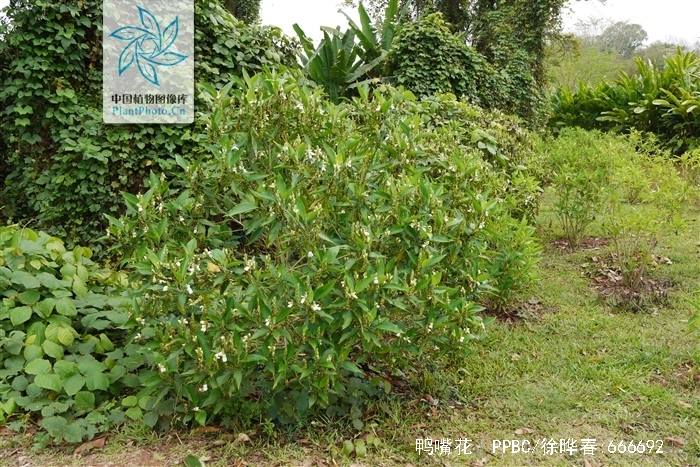 鸭嘴花
