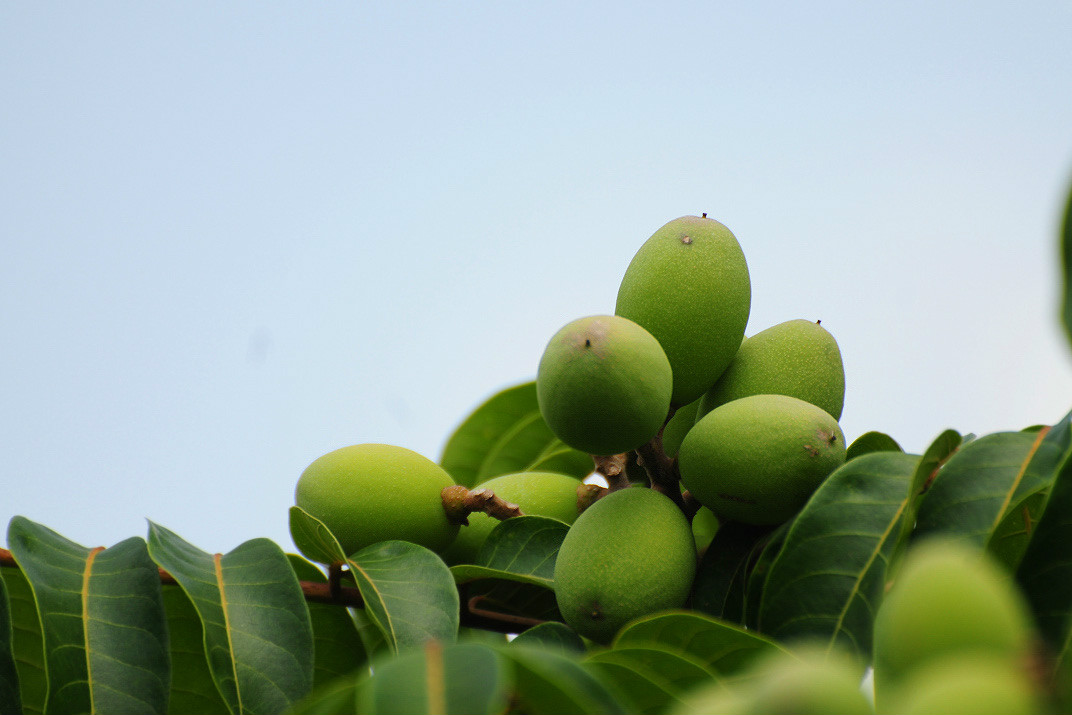  p>橄榄(学名: i>canarium album /i> (lour.) raeusch.