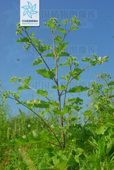  p>牛蒡属(学名:arctium l)约10种,分布欧亚温带地区.我国2种.