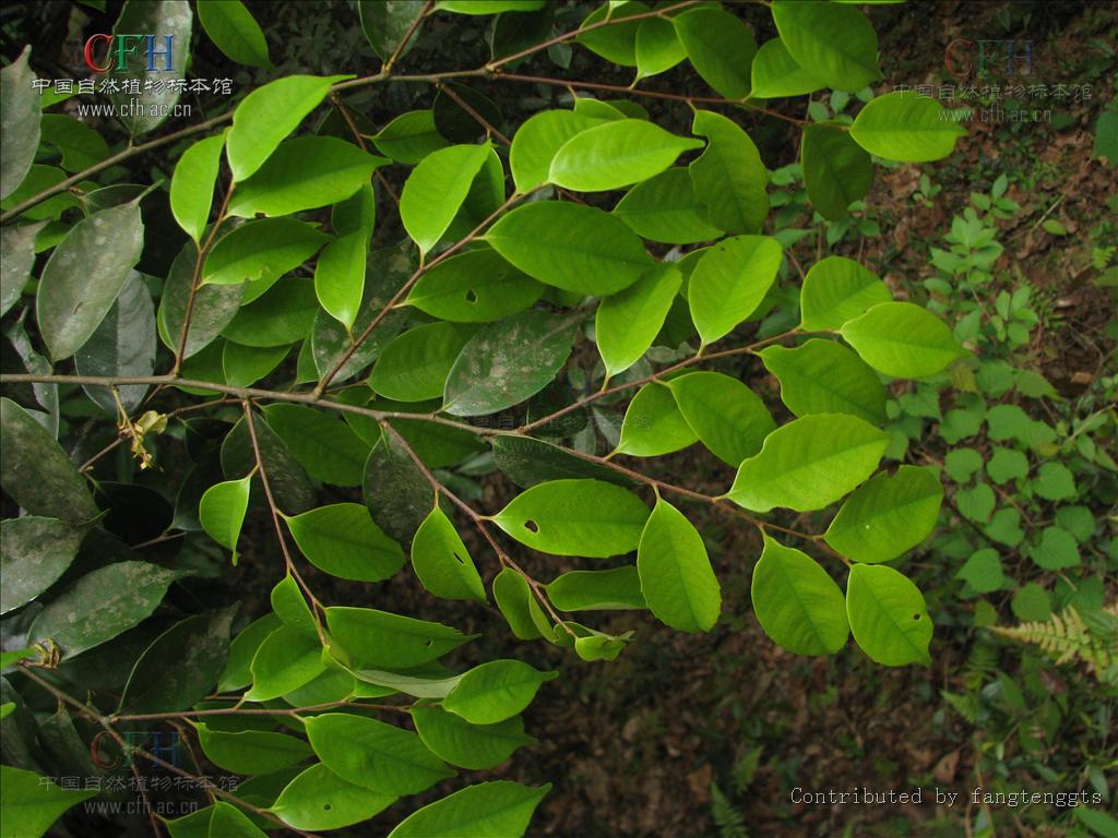  p>米槠〔学名: i>castanopsis carlesii  /i>(hemsl.)hay.